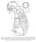 Paradicranophorus sordidus