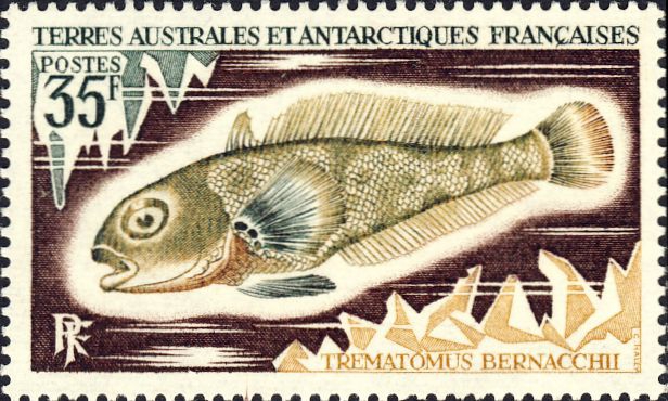 Trematomus bernacchii Trematomus bernacchii