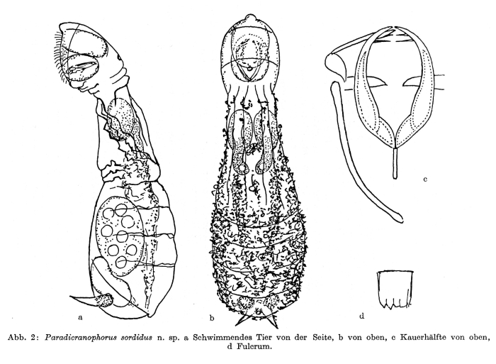 Paradicranophorus sordidus - Original description image