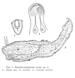 Paradicranophorus verae - Original description image