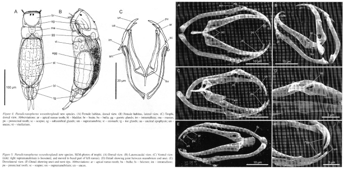 Paradicranophorus wesenberglundi - Original description image