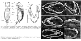 Paradicranophorus wesenberglundi