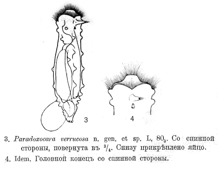 Paradoxocara verrucosa - Original description image