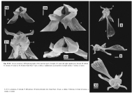 Paraseison annulatus