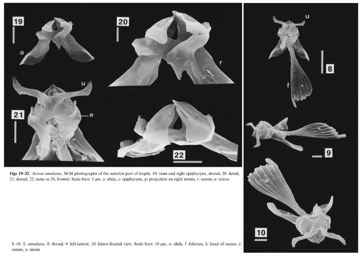 Paraseison annulatus Paraseison annulatus