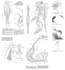 Paraseison annulatus