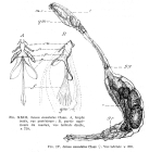 Paraseison annulatus
