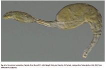 Paraseison annulatus