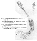 Paraseison annulatus