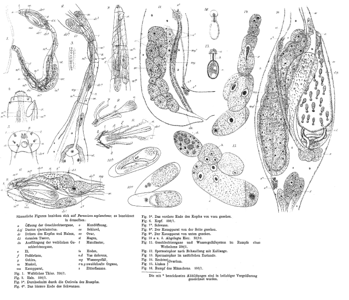 Paraseison asplanchnus - Original description image