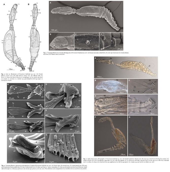 Paraseison kisfaludyi - Original description image