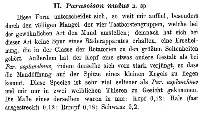 Paraseison nudus - Original description image