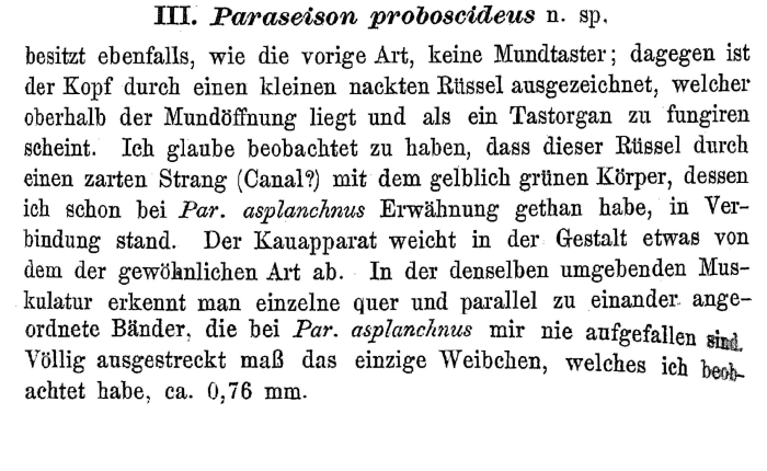 Paraseison proboscideus - Original description image