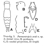 Parencentropsis araii - Original description image