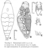 Parencentropsis mittiae - Original description image
