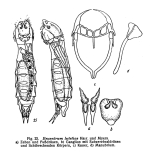 Parencentrum lutetiae
