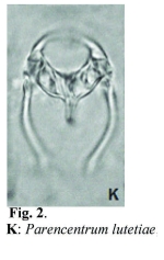 Parencentrum lutetiae