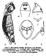 Parencentrum lutetiae