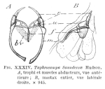 Parencentrum lutetiae