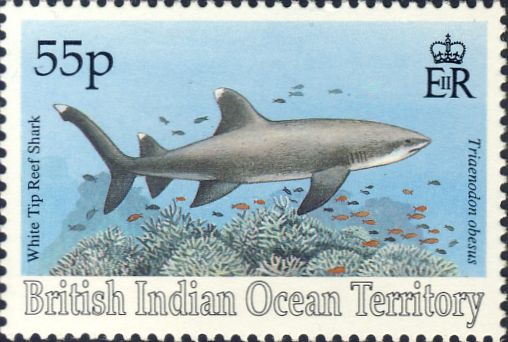 Triaenodon obesus Triaenodon obesus
