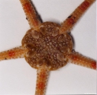 Ophiura sarsii Lken, 1858 