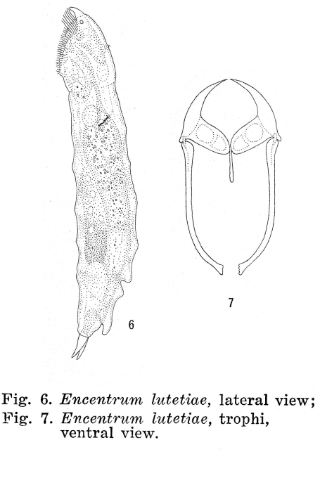 Parencentrum lutetiae - Original description image