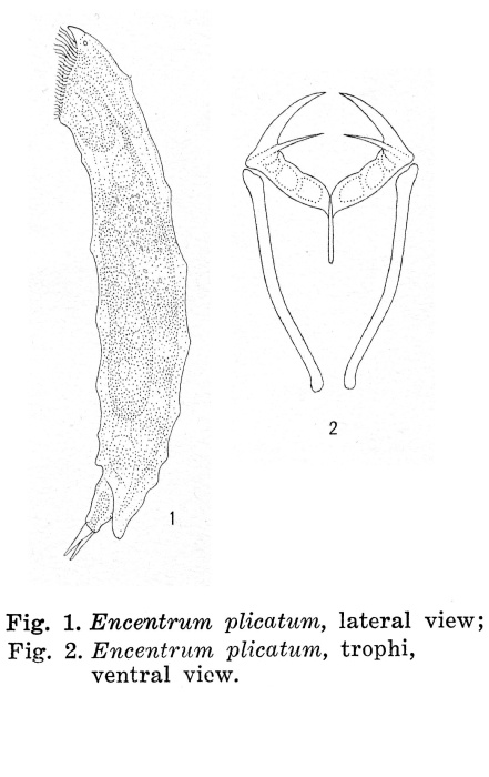 Parencentrum plicatum Parencentrum plicatum