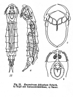 Parencentrum plicatum
