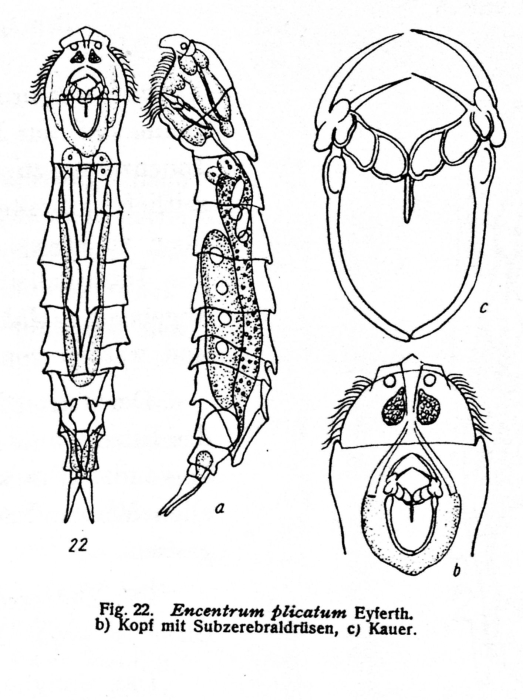 Parencentrum plicatum Parencentrum plicatum
