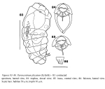 Parencentrum plicatum
