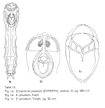 Parencentrum plicatum