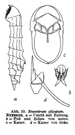 Parencentrum plicatum