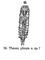 Parencentrum plicatum