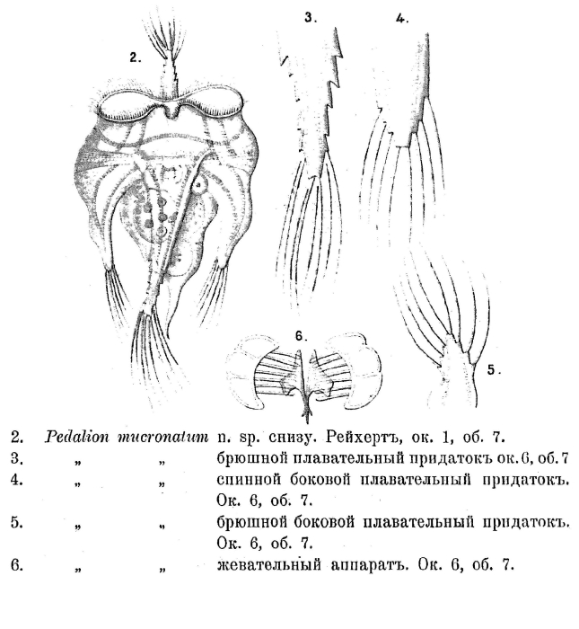 Pedalion mucronatum - Original description image