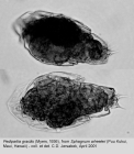 Pedipartia gracilis