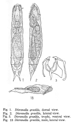 Pedipartia gracilis - Original description image