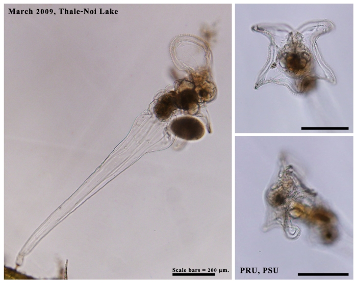 Pentatrocha gigantea Pentatrocha gigantea