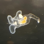 Pentatrocha gigantea