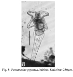 Pentatrocha gigantea