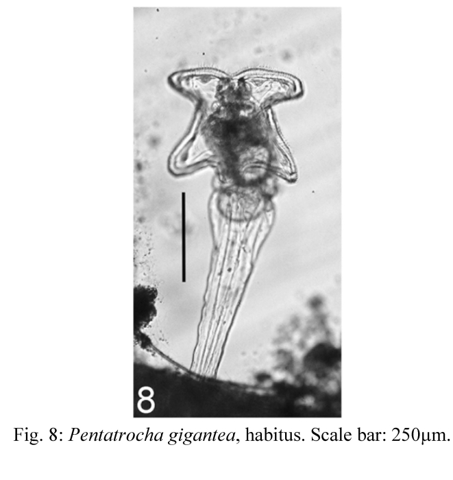 Pentatrocha gigantea Pentatrocha gigantea