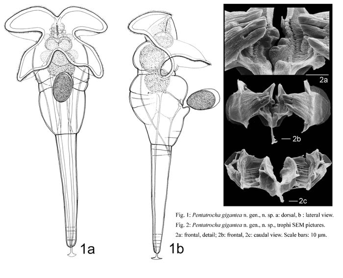 Pentatrocha gigantea - Original description image