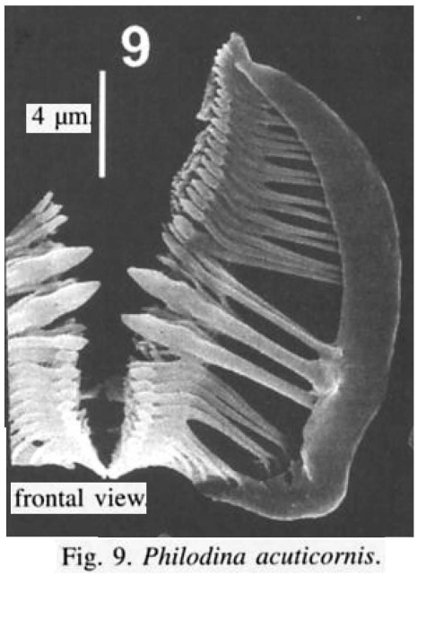 Philodina acuticornis Philodina acuticornis