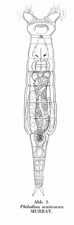 Philodina acuticornis