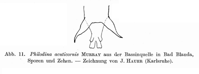 Philodina acuticornis Philodina acuticornis