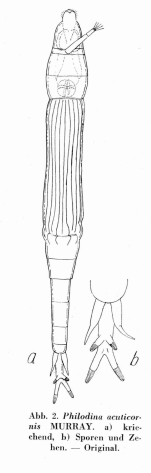 Philodina acuticornis