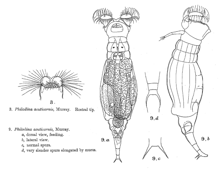 Philodina acuticornis Philodina acuticornis