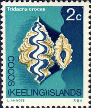 Tridacna crocea Tridacna crocea