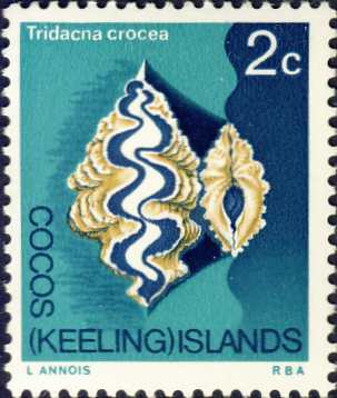 Tridacna crocea