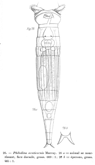 Philodina acuticornis Philodina acuticornis
