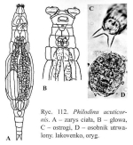 Philodina acuticornis